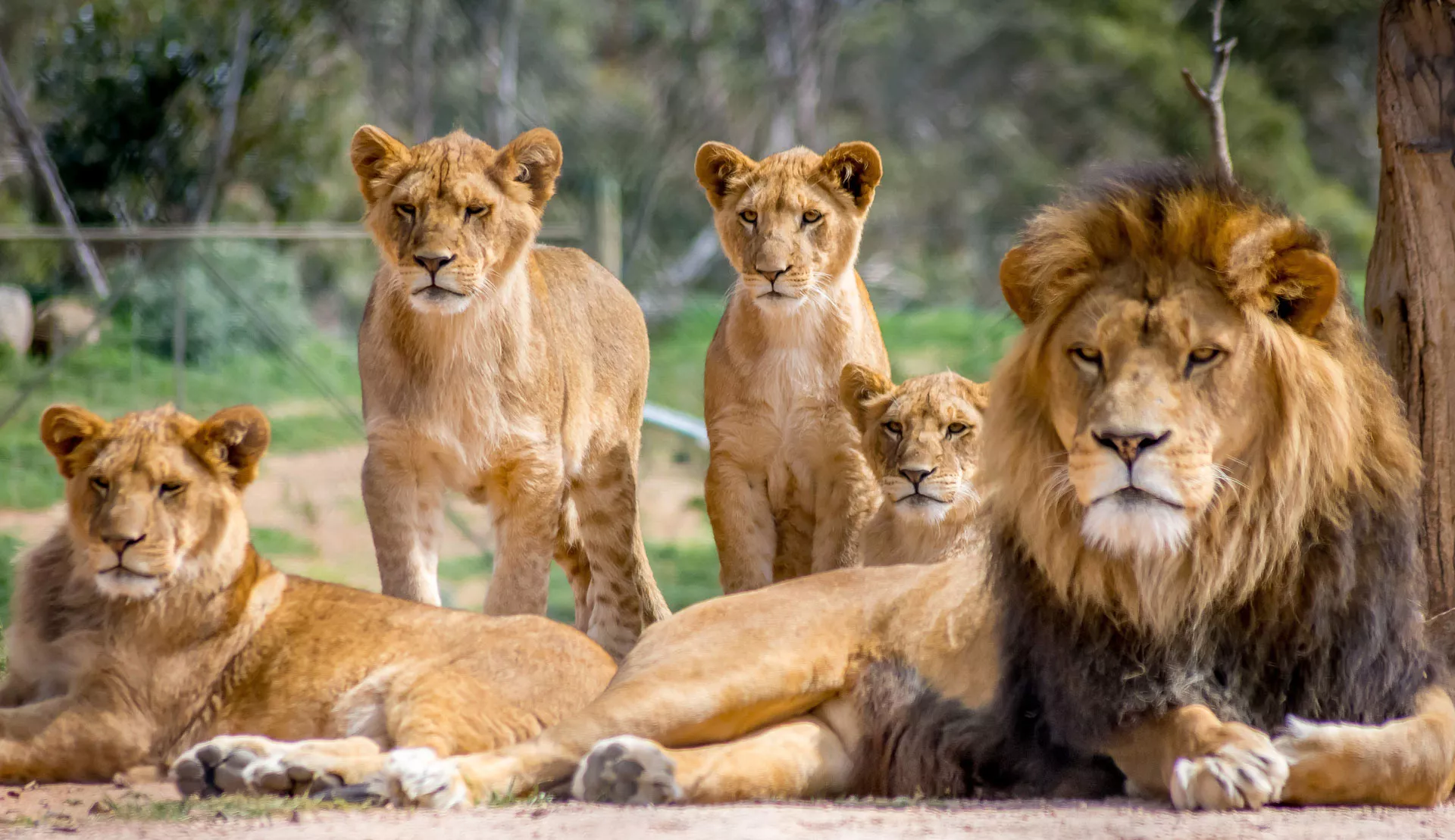 ireneschaerli_familiensysteme_header.jpg ireneschaerli_familiensysteme_header.jpg